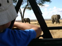 African Bush Elephant (Loxodonta africana)