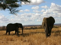 African Bush Elephant (Loxodonta africana)