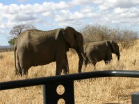 African Bush Elephant (Loxodonta africana)