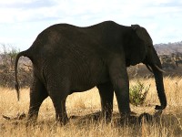 African Bush Elephant (Loxodonta africana)