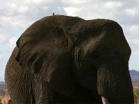 African Bush Elephant (Loxodonta africana)