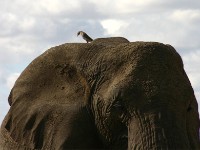 African Bush Elephant (Loxodonta africana)