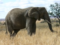 African Bush Elephant (Loxodonta africana)