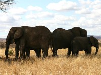 African Bush Elephant (Loxodonta africana)