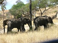 African Bush Elephant (Loxodonta africana)