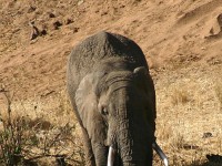 African Bush Elephant (Loxodonta africana)