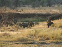 African Bush Elephant (Loxodonta africana)