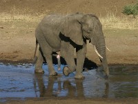 African Bush Elephant (Loxodonta africana)