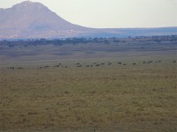 African Bush Elephant (Loxodonta africana)