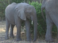 African Bush Elephant (Loxodonta africana)