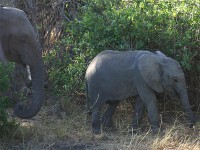 African Bush Elephant (Loxodonta africana)