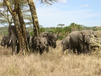 African Bush Elephant (Loxodonta africana)