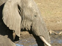 African Bush Elephant (Loxodonta africana)