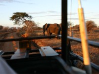 African Bush Elephant (Loxodonta africana)