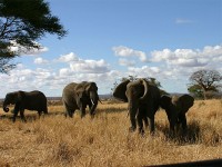 African Bush Elephant (Loxodonta africana)