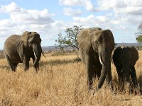 African Bush Elephant (Loxodonta africana)