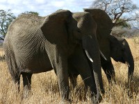 African Bush Elephant (Loxodonta africana)