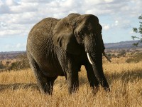 African Bush Elephant (Loxodonta africana)