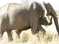 African Bush Elephant (Loxodonta africana)