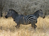 Burchell's Zebra (Equus quagga burchellii)