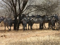 Burchell's Zebra (Equus quagga burchellii)