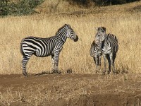 Burchell's Zebra (Equus quagga burchellii)