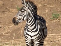 Burchell's Zebra (Equus quagga burchellii)