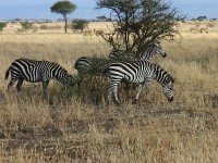 Burchell's Zebra (Equus quagga burchellii)