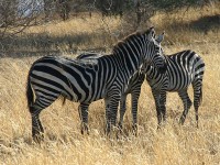 Burchell's Zebra (Equus quagga burchellii)