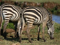 Burchell's Zebra (Equus quagga burchellii)