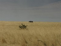 Black Rhinoceros (Diceros bicornis)