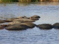 Hippopotamus (Hippopotamus amphibius)