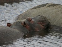 Hippopotamus (Hippopotamus amphibius)