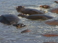 Hippopotamus (Hippopotamus amphibius)