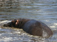 Hippopotamus (Hippopotamus amphibius)