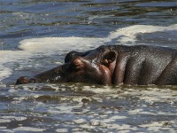 Hippopotamus (Hippopotamus amphibius)