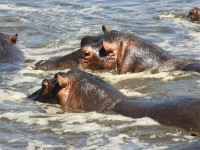 Hippopotamus (Hippopotamus amphibius)