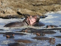 Hippopotamus (Hippopotamus amphibius)