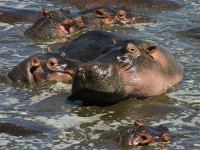 Hippopotamus (Hippopotamus amphibius)