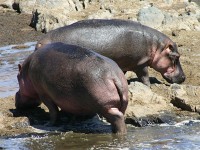 Hippopotamus (Hippopotamus amphibius)