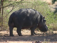 Hippopotamus (Hippopotamus amphibius)