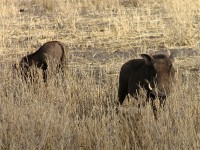 Common Warthog (Phacochoerus africanus)