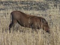 Common Warthog (Phacochoerus africanus)