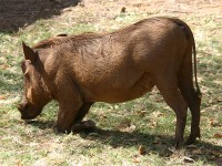 Common Warthog (Phacochoerus africanus)