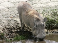 Common Warthog (Phacochoerus africanus)