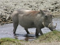 Common Warthog (Phacochoerus africanus)