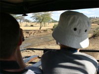 Masai Giraffe (Giraffa camelopardalis tippelskirchi)