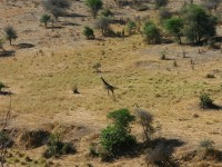 Masai Giraffe (Giraffa camelopardalis tippelskirchi)