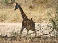 Masai Giraffe (Giraffa camelopardalis tippelskirchi)