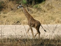 Masai Giraffe (Giraffa camelopardalis tippelskirchi)